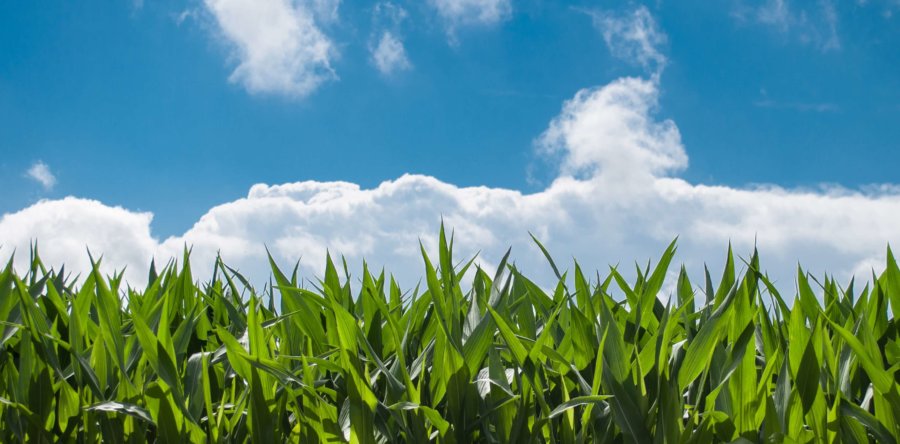 114 Acre Prime Floyd County Land Auction SOLD!