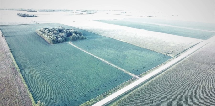 120 Acre Prime Worth County Land Auction SOLD!
